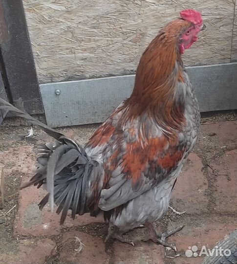 Петушки помесные и породные амерукуана