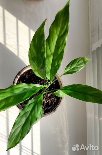 Спатифиллум (женское счастье) комнатный цветок