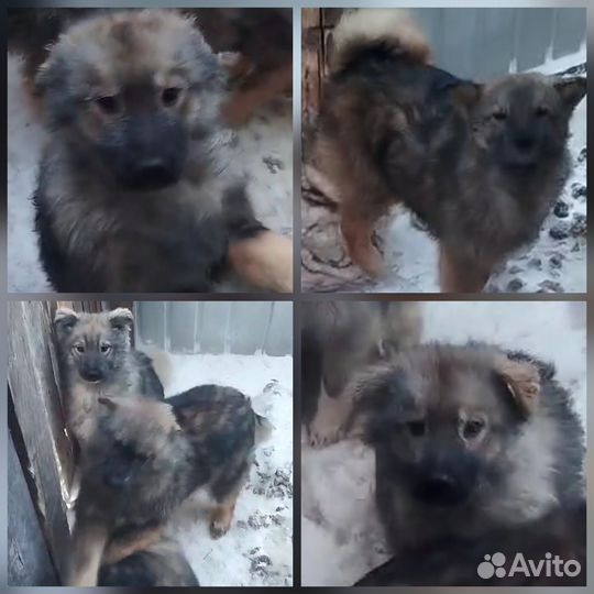 Собаки в дар бесплатно