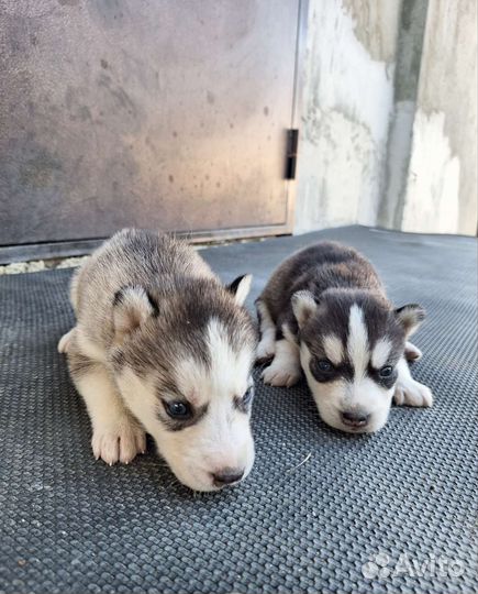 Щенки хаски