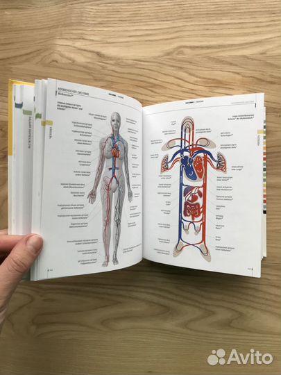 Русско-немецкий визуальный словарь