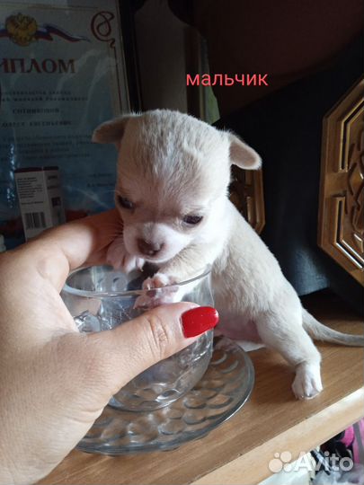 Щенки чихуахуа