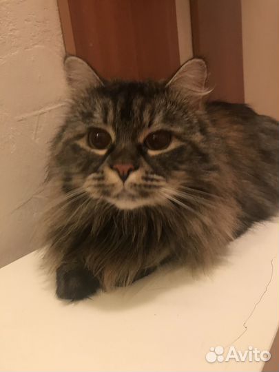 Отдам двух прекрасных кошек в добрые руки