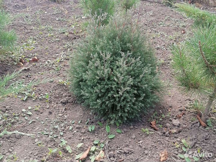 Туя, можевельник, сосна, самшит