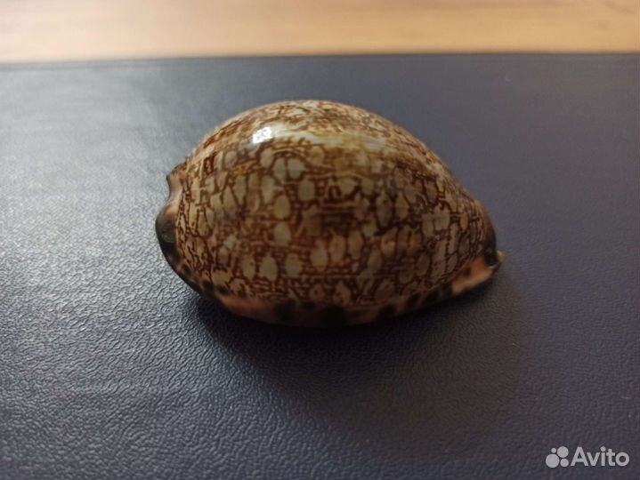 Морская раковина