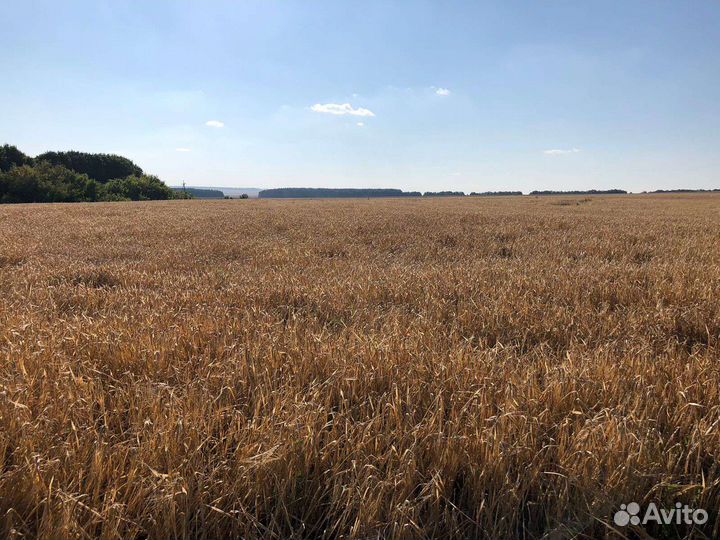 Зерно ячменя