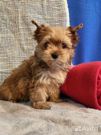 Русская салонная собака золотой йорк девочки