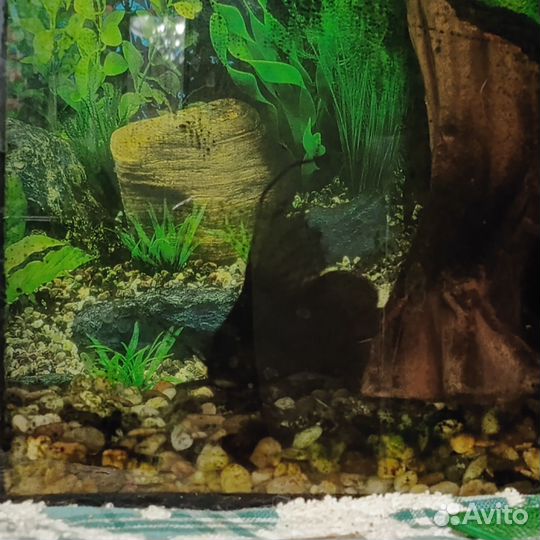 Отдам бесплатно сома