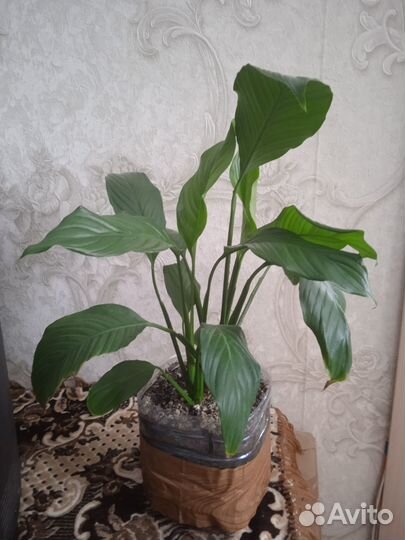 Спатифиллум