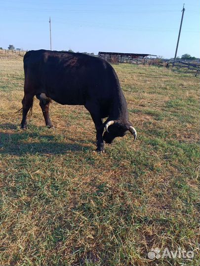 Корова с теленком