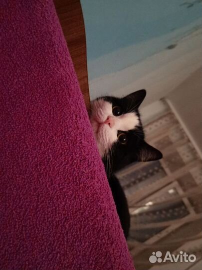 Отдам кота бесплатно