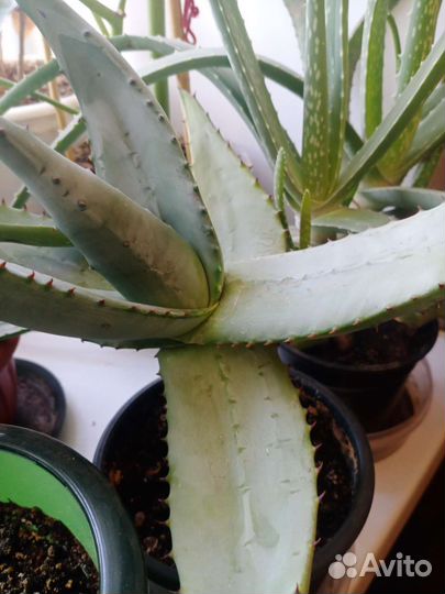 Марниера, Эпифиллумы - ангулигер (углов)и др, Алое