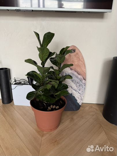 Фикус лирата бамбино