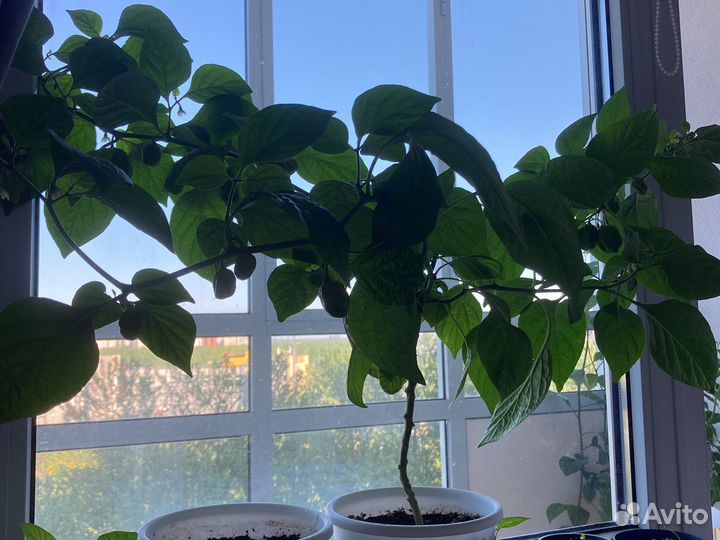 Семена супер острых перцев