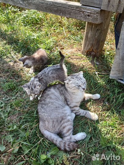 Котята в добрые руки 2 мес