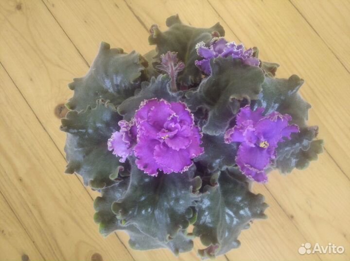 Цветущая фиалка в подарок любимой