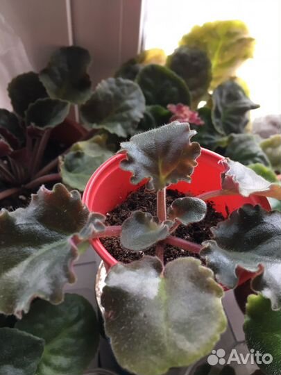 Фиалка Царевна лягушка,лист в стакане с корнями