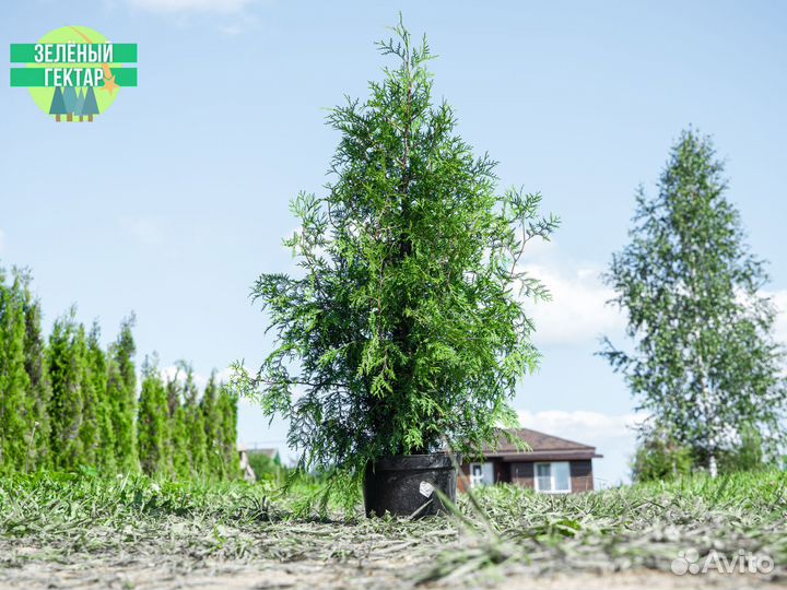 Туи брабант 1,4 м свежая копка 2023