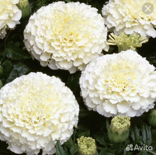 Рассада бархатцы Эскимо