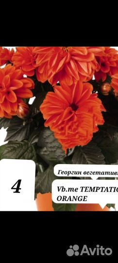 Георгины вегетативные