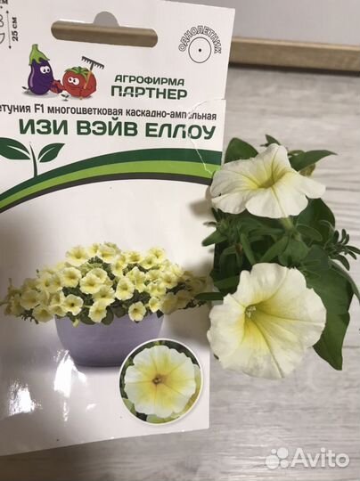 Рассада петунии Тайдал, Тайна, Изи Вейв, Шок вейв