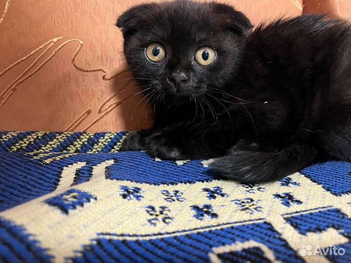 Котята в добрые руки бесплатно