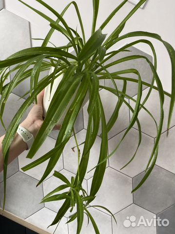 Хлорофитум