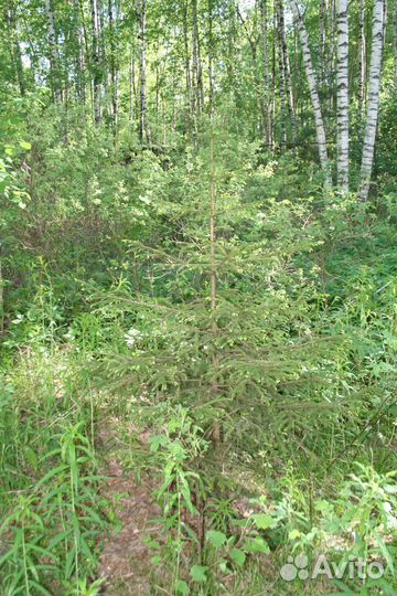 Саженцы ель обыкновенная с комом зкс