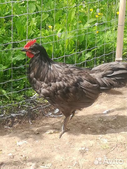 Сильверруд