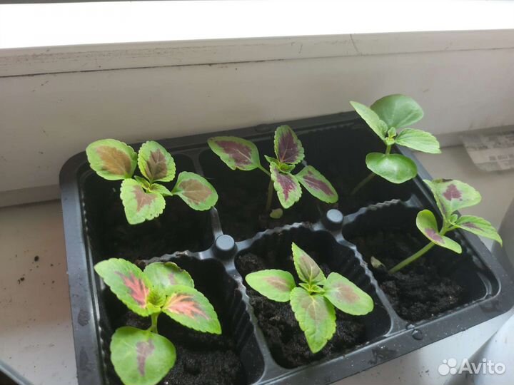 Колиус разные