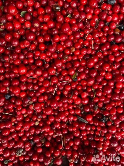 Брусника замороженная