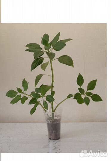 Бальзамин Ванька мокрый