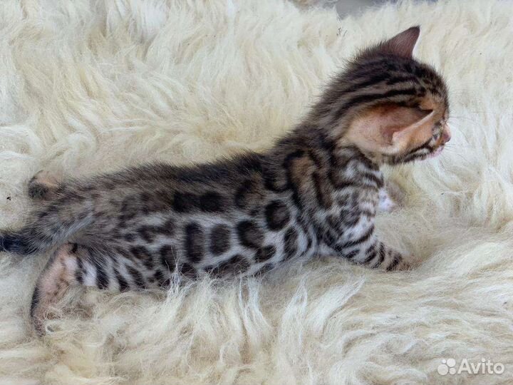 Бенгальские котята с документами