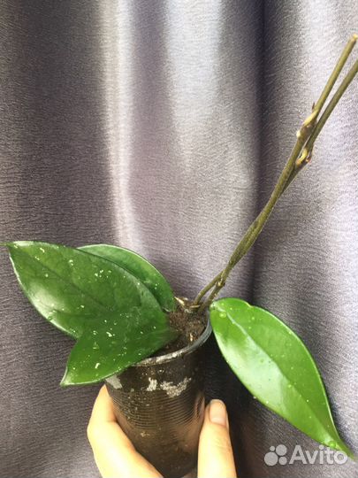 Хойя карноза