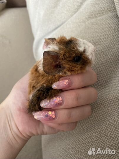 Морская свинка