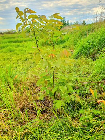 Участок 5,74 га (СНТ, ДНП)