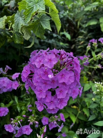 Флоксы разноцветные кустом