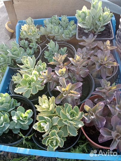 Очиток видный (многолетник)