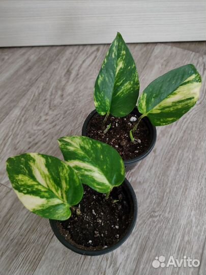 Комнатные растения микс