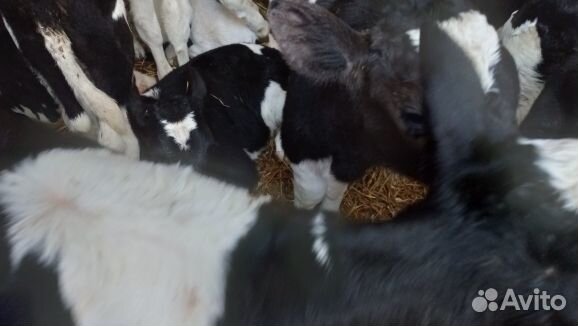 Отборные телята бычки быстрая доставка