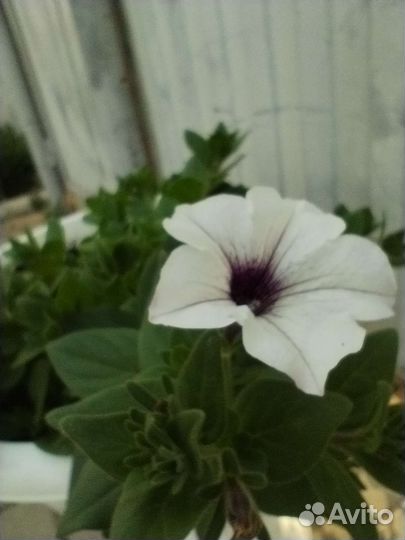 Петуния тайдал