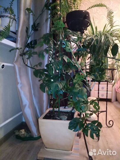Монстера Little monkey, крупная, в новом горшке