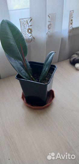 Фикус каучуконосный