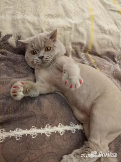 Когти - Антицарапки