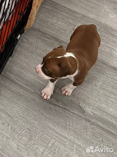 Щенок питбуля