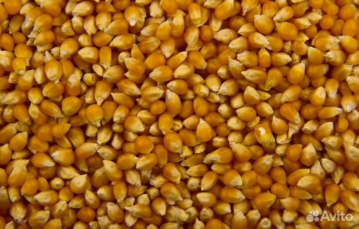 Соя, Фуражная кукуруза на корм