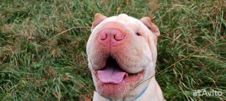 Шарпей вязка