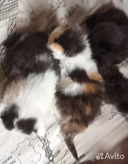Котята