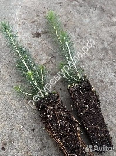 Сеянцы Сосна Ель зкс закрытая корневая система