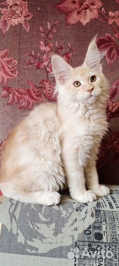 Котёнок мейн-кун